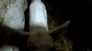 Ура, мы выбрали имя козлёнку