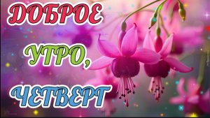 ДОБРОГО ЦВЕТОЧНОГО УТРА