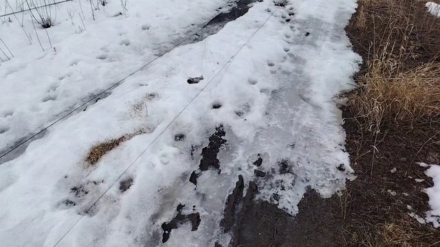 Полевые жаворонкиреполовы