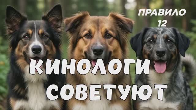КАК ПРАВИЛЬНО СОЦИАЛИЗИРОВАТЬ ЩЕНКА. СОВЕТЫ КИНОЛОГА,