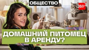 Кот в аренду — новый тренд. Мохаммад
