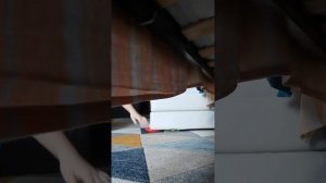 VID_20260324_125815.mp4