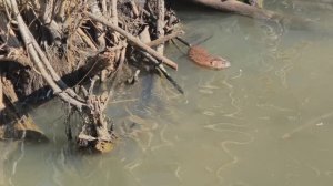 Ондатра, или мускусная крыса. Забавный зверёк. Покровское-Стрешнево. Март 2026