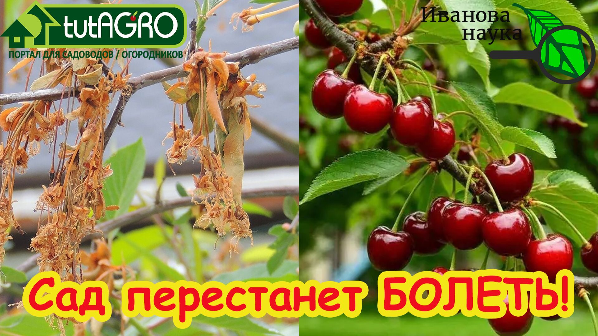 БЕЗ КУПОРОСА и МОЧЕВИНЫ: всего ОДНО средство и ваш сад ЗДОРОВ! Схема обработки от усыхания и гнили.