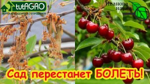 БЕЗ КУПОРОСА и МОЧЕВИНЫ: всего ОДНО средство и ваш сад ЗДОРОВ! Схема обработки от усыхания и гнили.