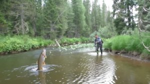 ТАЙГА видно ПОПЛАВОК Поклевка ПОДСЕЧКА рыба ХАРИУС Глухая ТАЙГА Рыбалка на ПОПЛАВОК река ДАУГЛИ