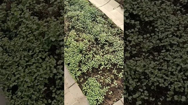 Первые всходы 2026: что взошло быстро, а кто еще спит?