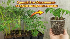 Сделайте ЭТО ОБЯЗАТЕЛЬНО во время ПИКИРОВКИ ТОМАТОВ!