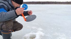 Окунь на жерлицы🐠🐠🐠