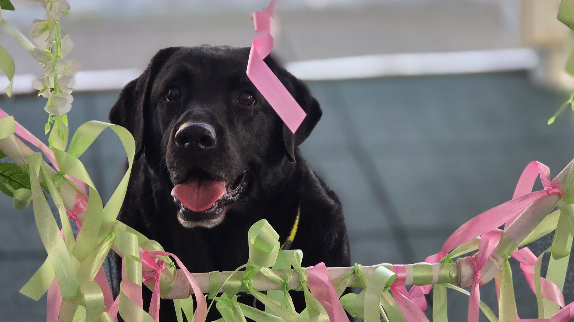 С днем рождения, Ричард