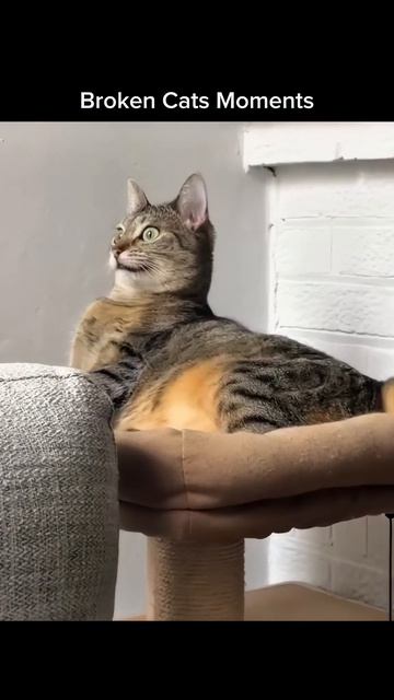 Это не просто смешное видео для рутуба.