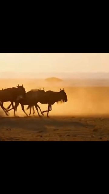 #savannah #herd #wildlife #animals #viral
