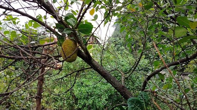 Первая прогулка в новом месте!Хлебное дерево!