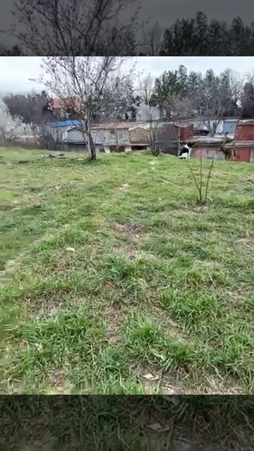 Собаки смотреть онлайн