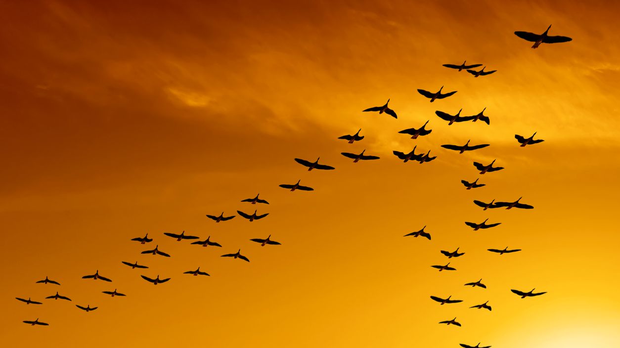 Песня журавлей-ст.А.Карповецкого,муз и вокал нейросети,мастеринг и монтаж В.Зубковой