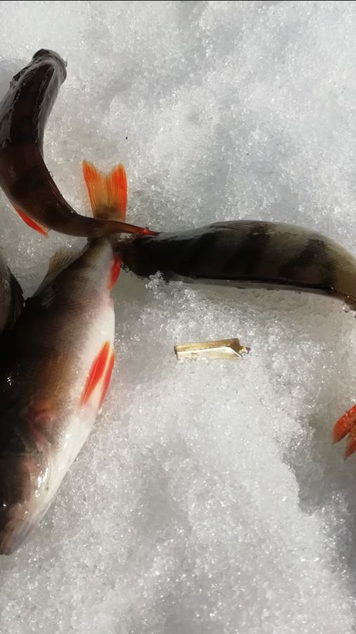 Зимняя блесна Гробик22