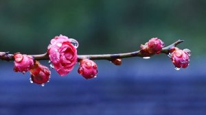 ✨ НЕВЕРОЯТНО КРАСИВАЯ УСПОКАИВАЮЩАЯ МУЗЫКА ДЛЯ СНА 🎵 ВЕСЕННЯЯ РАССЛАБЛЯЮЩАЯ РЕЛАКС МУЗЫКА ДЛЯ ДУШИ