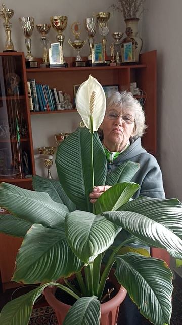 Спатифиллум или 