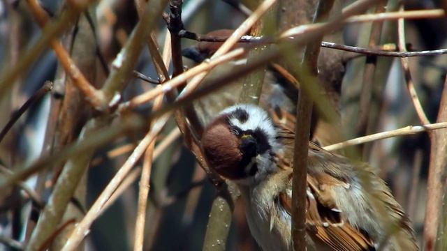 Воробушек чешется.