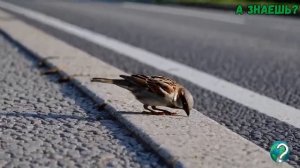 Почему исчезают воробьи? Ответ вас поразит!