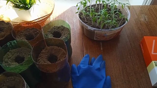 Рассада помидор, погода, моя онлайн работа