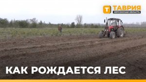 В Скадовском округе специалисты лесоохотничьего хозяйства восстанавливают зеленый каркас Херсонщины