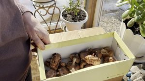 Воскресный день на даче/Взошла руккола и редис/22.03.2026