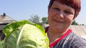 Сделайте так и РАССАДА КАПУСТЫ никогда НЕ ВЫТЯНЕТСЯ !! ПОСЕВ РАННЕЙ И БРЮССЕЛЬСКОЙ КАПУСТЫ!!