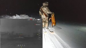 ЭТО СТОЛЬКО ЗВЕРЬЯ В УГОДЬЯХ - ПОДЛЕЖАТ РЕГУЛИРОВАНИЮ ЧИСЛЕННОСТИ. ОХОТА НА ЛИС В НОЧНОЕ ВРЕМЯ.