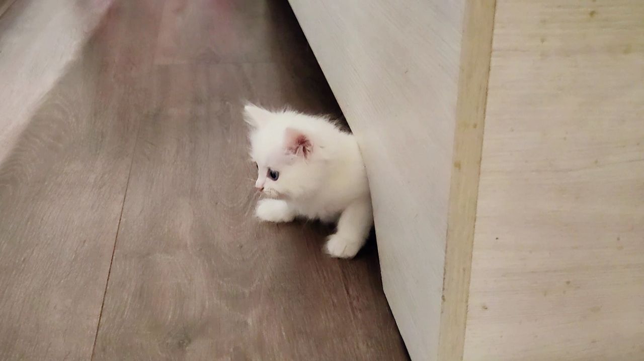 Котенок Микки спрятался под кроватью от своей мамы-кошки.