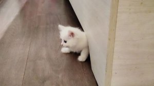 Котенок Микки спрятался под кроватью от своей мамы-кошки.