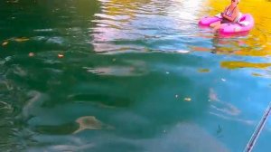 Ловля сома на whopper plopper часть 2