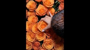 video-output-0EA96AFC-BEBD-456D-BD6D-6F41DEADE171