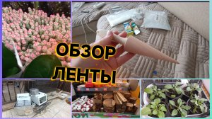 Магазин Лента.Рассада на сезон 2026