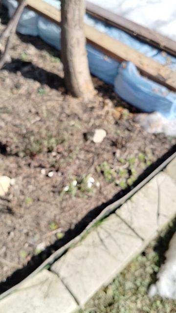 Первые #Галантусы 2026 на даче в Подмосковье