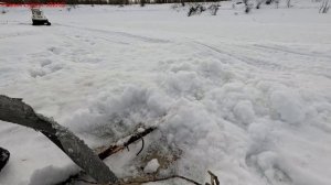 Жерлицы проверка. 36 день.