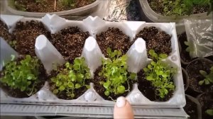 Лобелия/Очень удобный способ выращивания