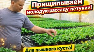 СРОЧНО ПРИЩИПНИТЕ СВОЮ ПЕТУНИЮ ДЛЯ ПЫШНОСТИ ТАКИМ СПОСОБОМ!!!