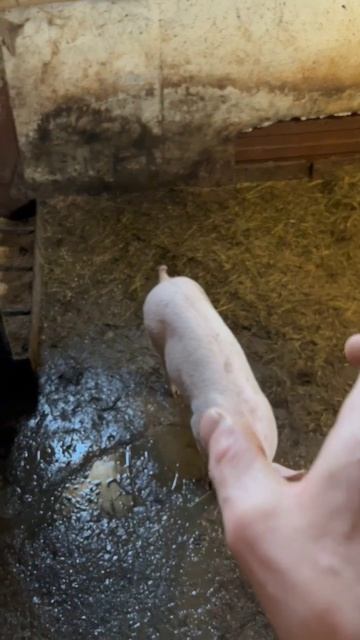 Как выбрать поросёнка визуально. Белковый откорм