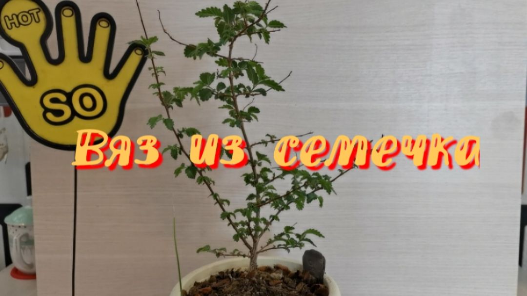 Начала бонсай из Вяза