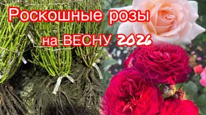 Роскошные розы на весну 2026