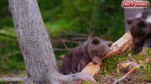 Лес.Релакс.