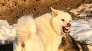 Первые гуси/лайки/утки/