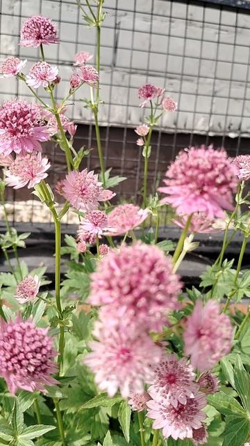 Жимолость каприфоль (Lonícera caprifólium) цветет в нашем саду.