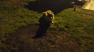 Реактивный уже не кутёнок пёс