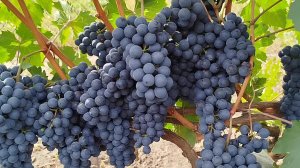 Виноград Пино Нуар Ростов-на-Дону | Донская лоза