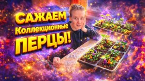 ВОТ ЭТО ПОДАААРОК | САЖАЕМ КОЛЛЕКЦИОННЫЕ СЕМЕНА ПЕРЦЕВ | Дом в деревне