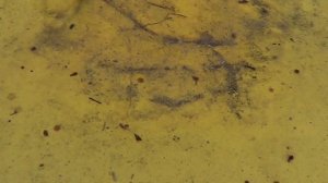 Какие разные пчёлы