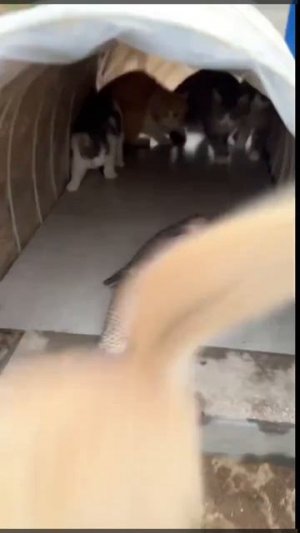 Видео от Департамент Вирусного Контента | ДВК