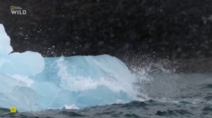 Хищник против жертвы 2 сезон 1 серия (документальный сериал, 2025)